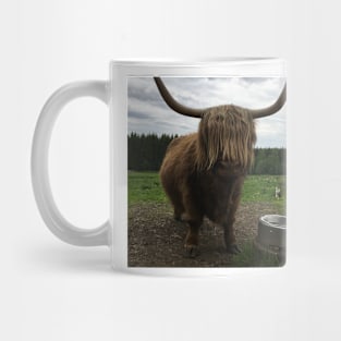 Scottish Highland Cattle Cow and Cat 2411 Mug